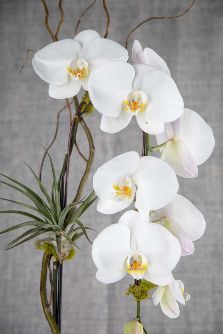 Cascading Double Orchids - Flourishing Art